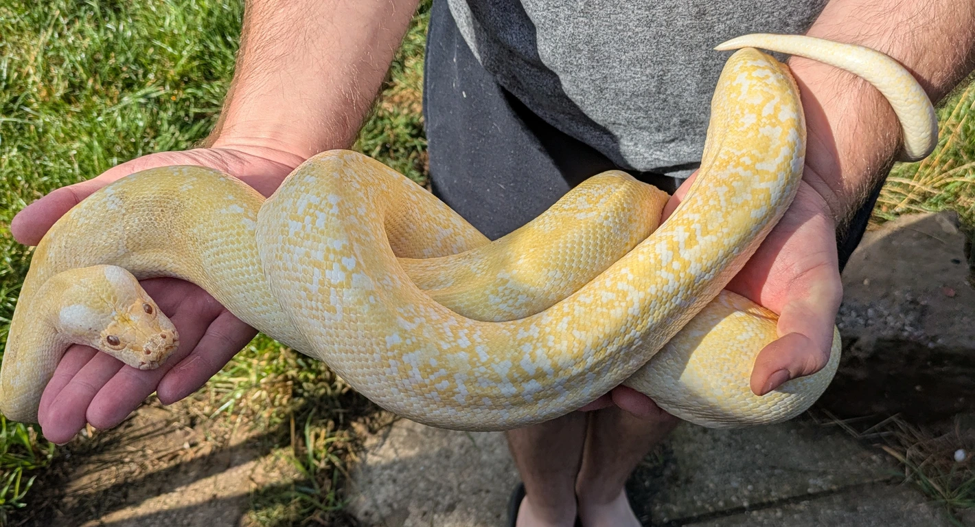25% Dwarf Albino Ivory Granite Burmese Python by Deacon Exotics