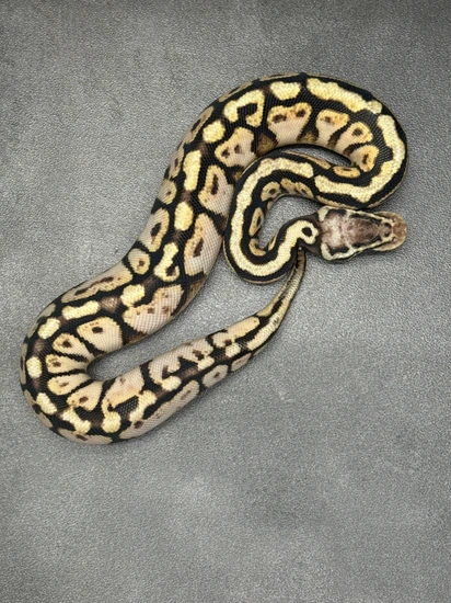 Black Calico Ball Python Super Pastel Calico PH Black Axanthic Ball Python by Deadwoods Reptiles