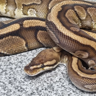 Redstripe Yellowbelly Or Gravel