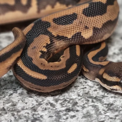 Leopard Orange Dream Het Pied Het Desert Ghost 50% Het Clown