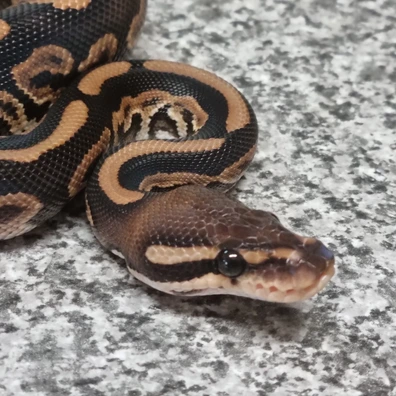 Cinnamon Orange Dream Het Desert Ghost Het Pied 50% Het Clown