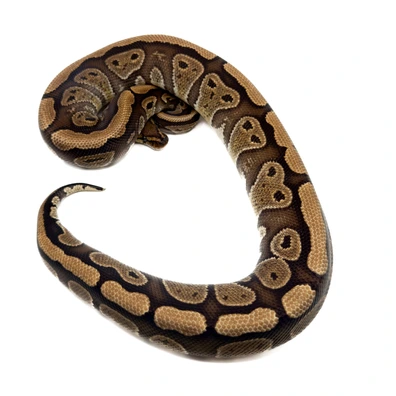 Redstripe Het Clown Ball Python - female for sale from Bristol Balls