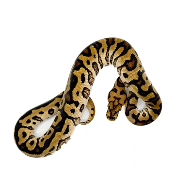 Spotnose Clown Ball Python - male for sale from Bristol Balls