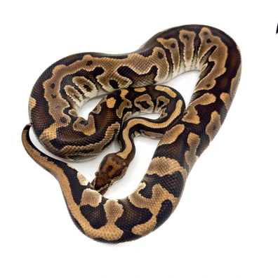 Leopard Special Het Clown Ball Python - male for sale from Bristol Balls