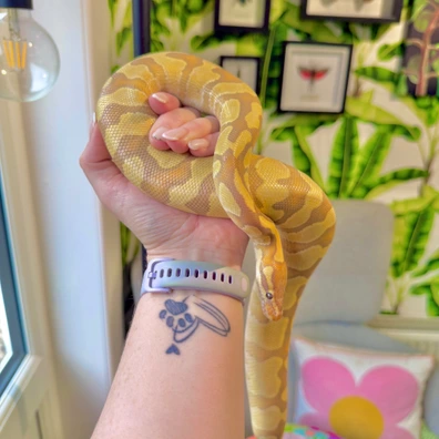 Desert Ghost Caramel Ball Python - male for sale from The Crestie Cult