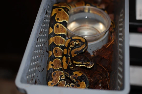 Wild Type Python Wild Type Ball Python by Large Caliber Constrictors