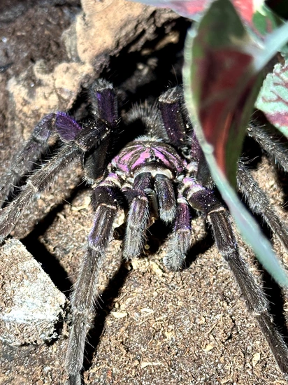 Pamphobeoutus Santo Domingo Goliath MM Tarantula by Best Reptiles