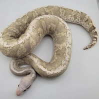 Ball Python Morph Collection: by Defragmented Balls