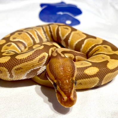 Ultramel Het Clown Ball Python - female for sale from Kimball's royal pythons belgium