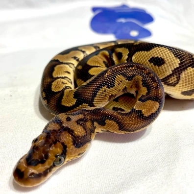 Clown Ball Python - male for sale from Kimball's royal pythons belgium