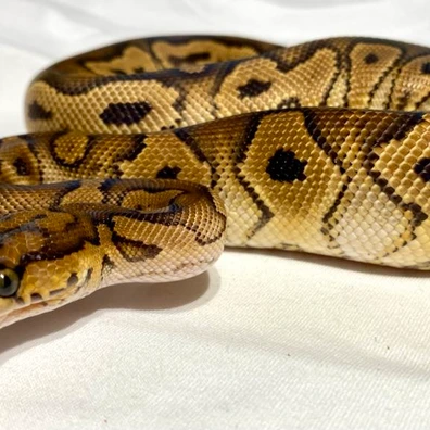 Clown Yellow Belly Het Pied Ball Python - female for sale from Kimball's royal pythons belgium