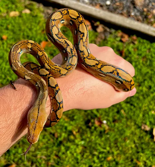 Black Friday Sale Het Orange Ghost Stripe Reticulated Python by Solid ...