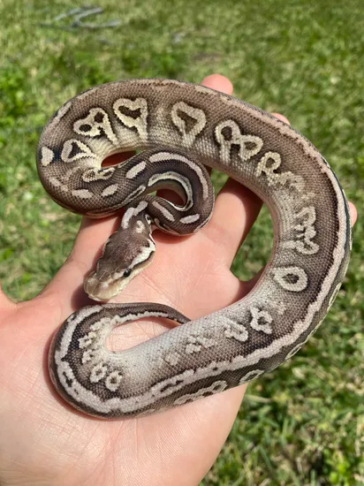 Pewter Het Pied Ball Python by Delray Exotics