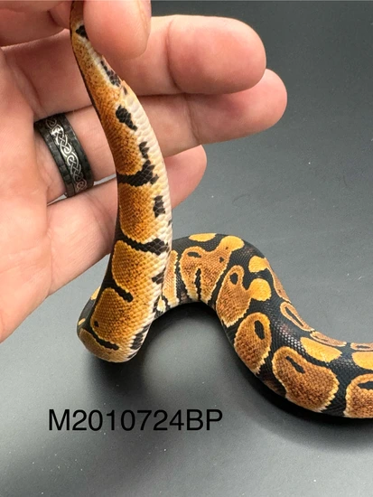 24 Nr.Mandarin Pos Het Hypo Ball Python by Denmark’s Den llc