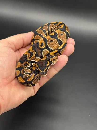 24’ Nr.Mandarin 100 Het Hypo Ball Python by Denmark’s Den llc