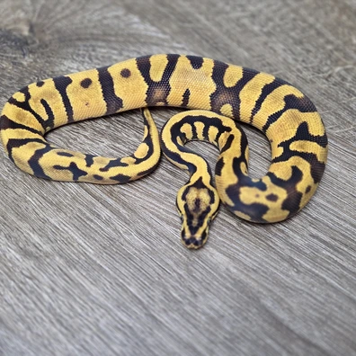 Confusion Enchi Het Desert Ghost