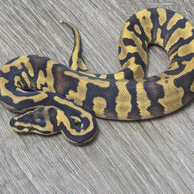 Confusion POS Yellow Belly Het Desert Ghost