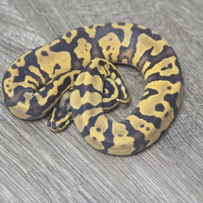 Confusion ( Enchi Yellow Belly ) Het Desert Ghost