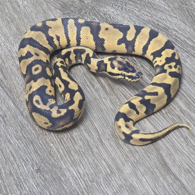 Confusion ( Enchi Yellow Belly) Het Desert Ghost