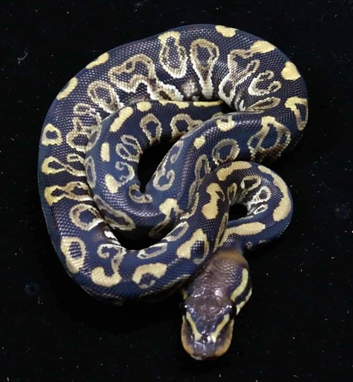 Hurricane Raven 100% Het Clown Ball Python by Bizzy Balls