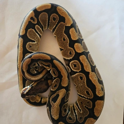 Het Ghost Het Clown Het Desert Ghost