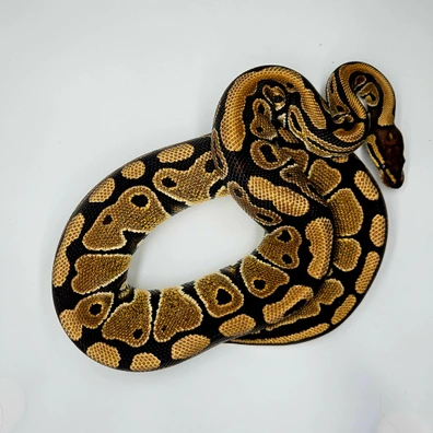 Het Ghost Het Clown Het Desert Ghost Ball Python - female for sale from MMJReptiles