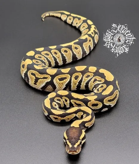 Phantom Het Hypo Het Clown Ball Python by Royal Serpents Xoticz