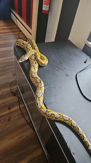 Moschino Platinum Retic Python * NO RESERVE Platinum Mochino SD Reticulated Python by Derek's exotics