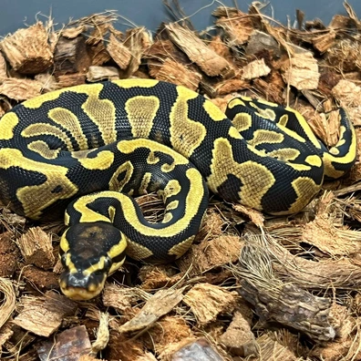 OD YB TH Pied Clown DG