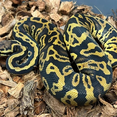 OD Confusion TH Pied DG Clown