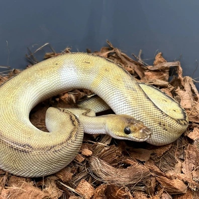 Bongo Chocolate Clown