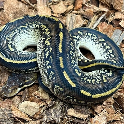 Bongo Stranger Hurricane DH Clown DG