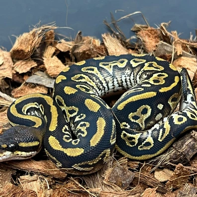 Bongo Hurricane DH Clown DG