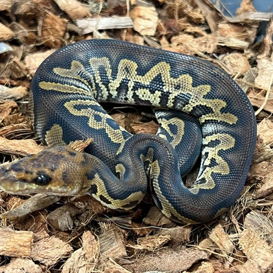 Stranger Chocolate Clown