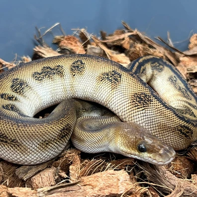 Bongo Chocolate Stranger Clown