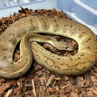Black Pastel Pinstripe Clown Het DG