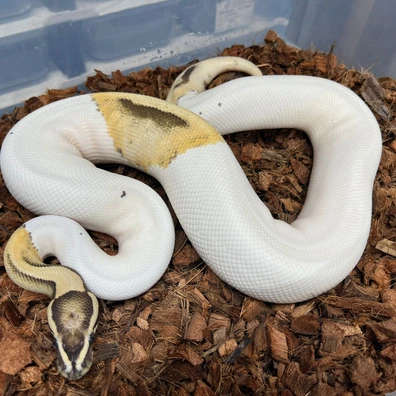 Desert Ghost Piebald