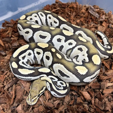 Bongo Desert Ghost Het Clown