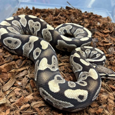 Wookie YB Desert Ghost