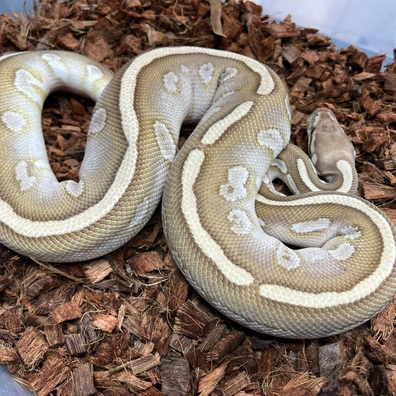 Stranger Vanilla Butter DH DG Clown (Minor Healed Scar)