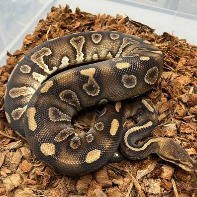 Choco Wookie Het Clown