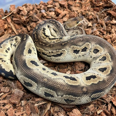 Bongo Chocolate Clown