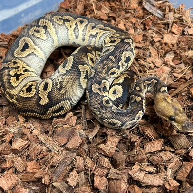 Bongo Chocolate Clown