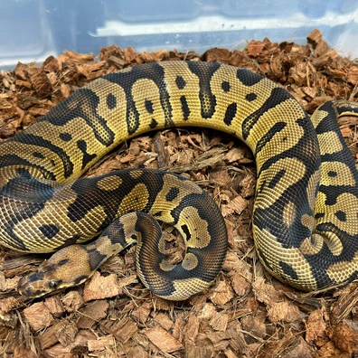 Confusion Clown Het DG