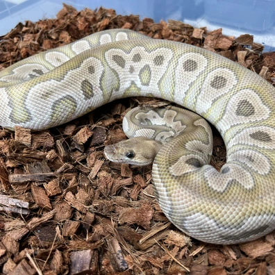 Mojave Clown Het DG