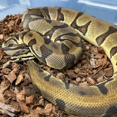 Confusion Enchi OD Het Clown