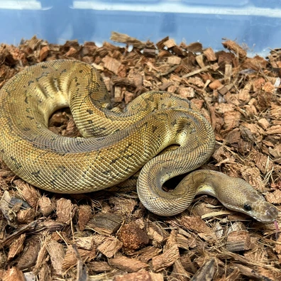 Black Pastel Pinstripe Clown Het DG