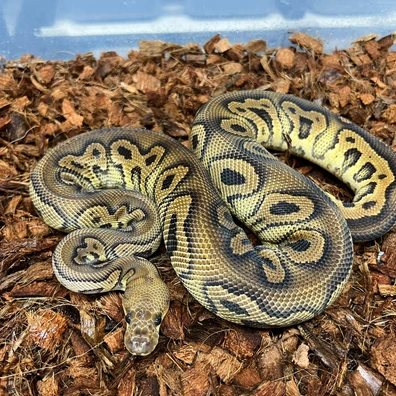 Black Pastel Clown Het DG