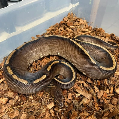 Wookie Stranger Het DG Poss YB Ball Python - male for sale from Design Reptiles