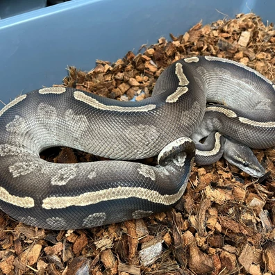 GHI Mojave Bongo Het Clown Poss Spark Ball Python - female for sale from Design Reptiles